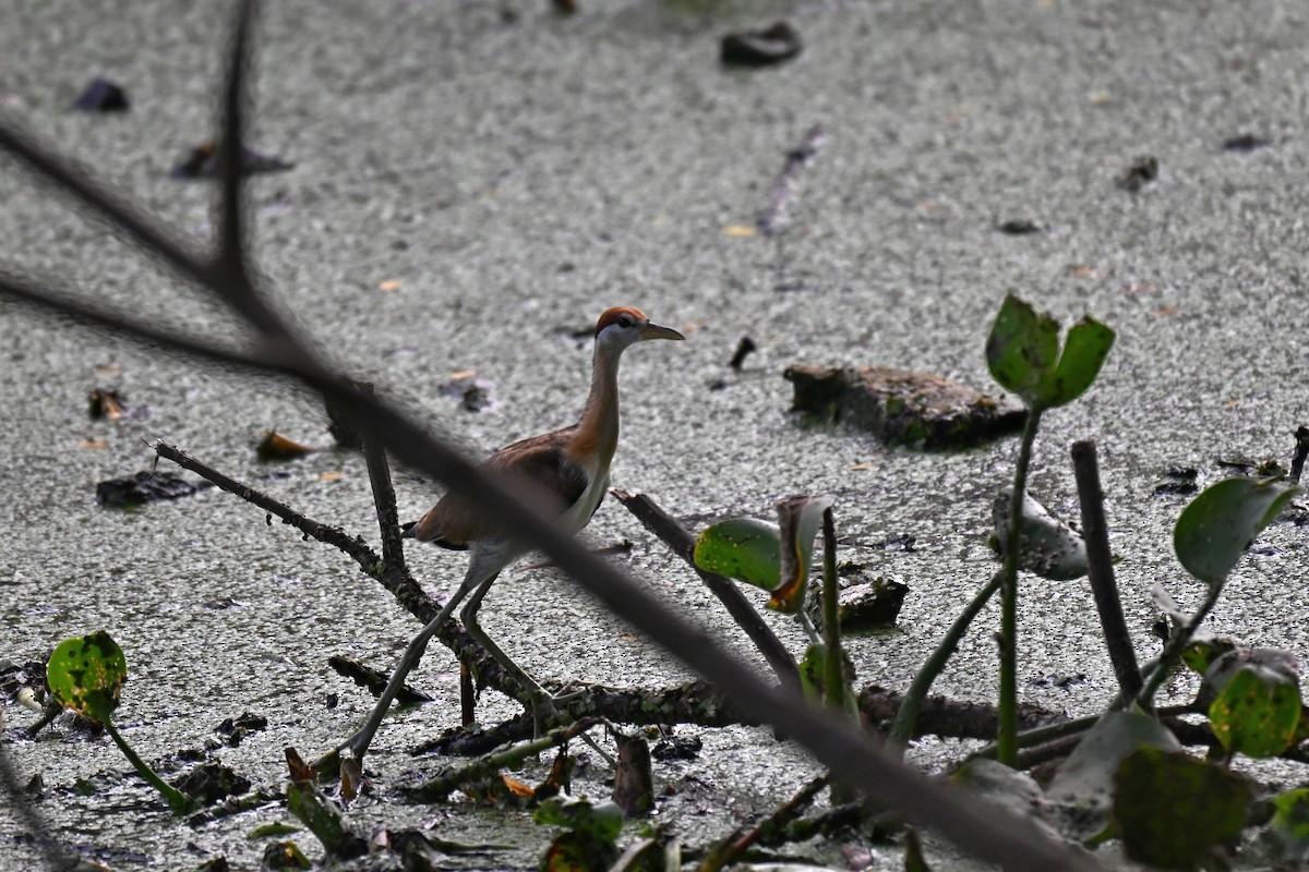 Bronze-winged Jacana - ML638843263