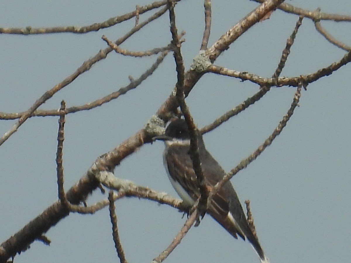 Eastern Kingbird - ML638843267
