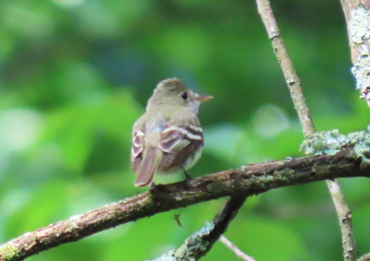 Acadian Flycatcher - ML638843282