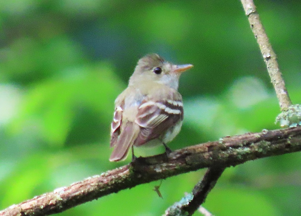 Acadian Flycatcher - ML638843306