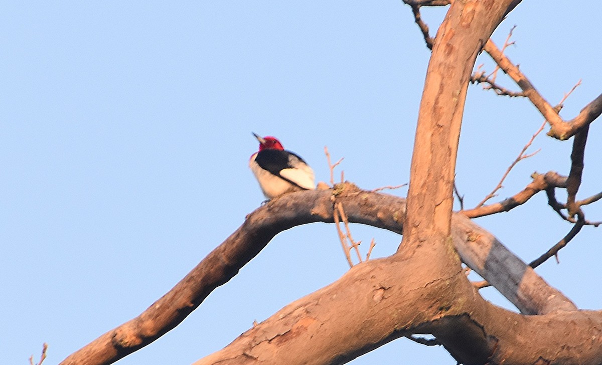 Red-headed Woodpecker - ML638843381