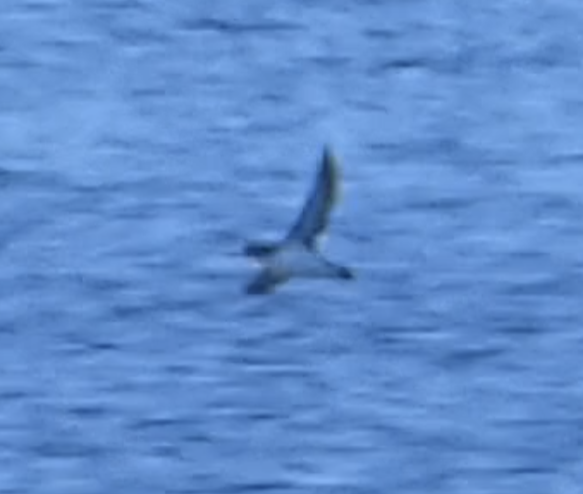 Manx Shearwater - ML638843385