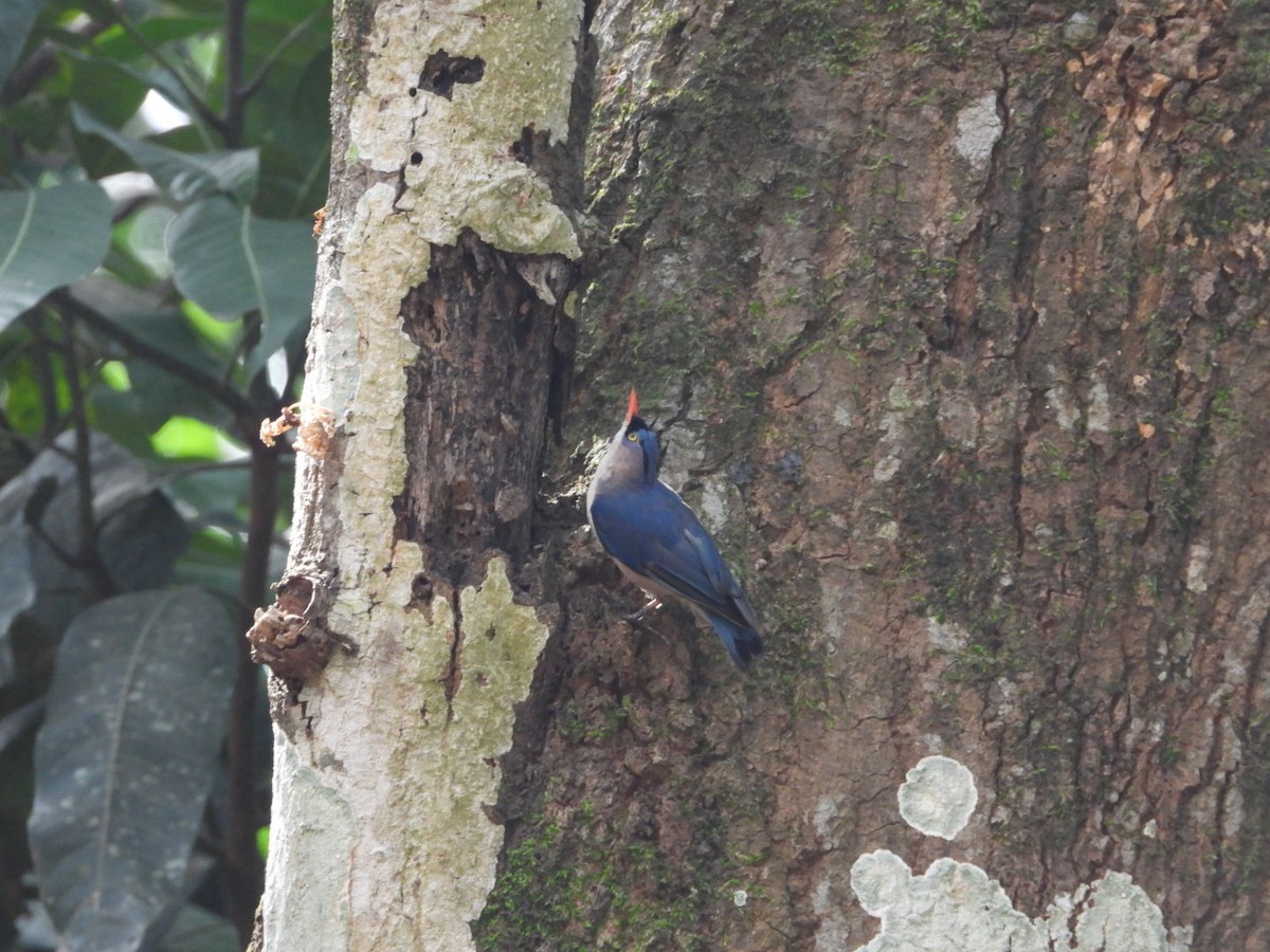Velvet-fronted Nuthatch - ML638843431