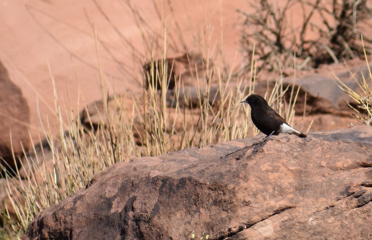 Black Wheatear - ML638843433