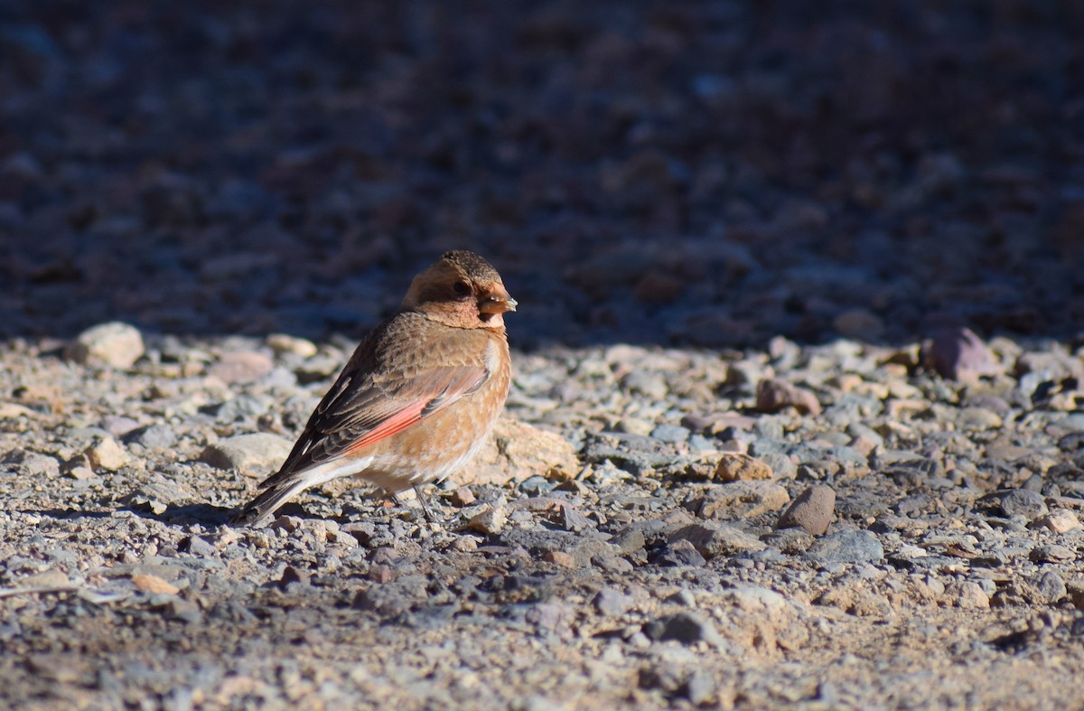 Crimson-winged Finch (African) - ML638843506