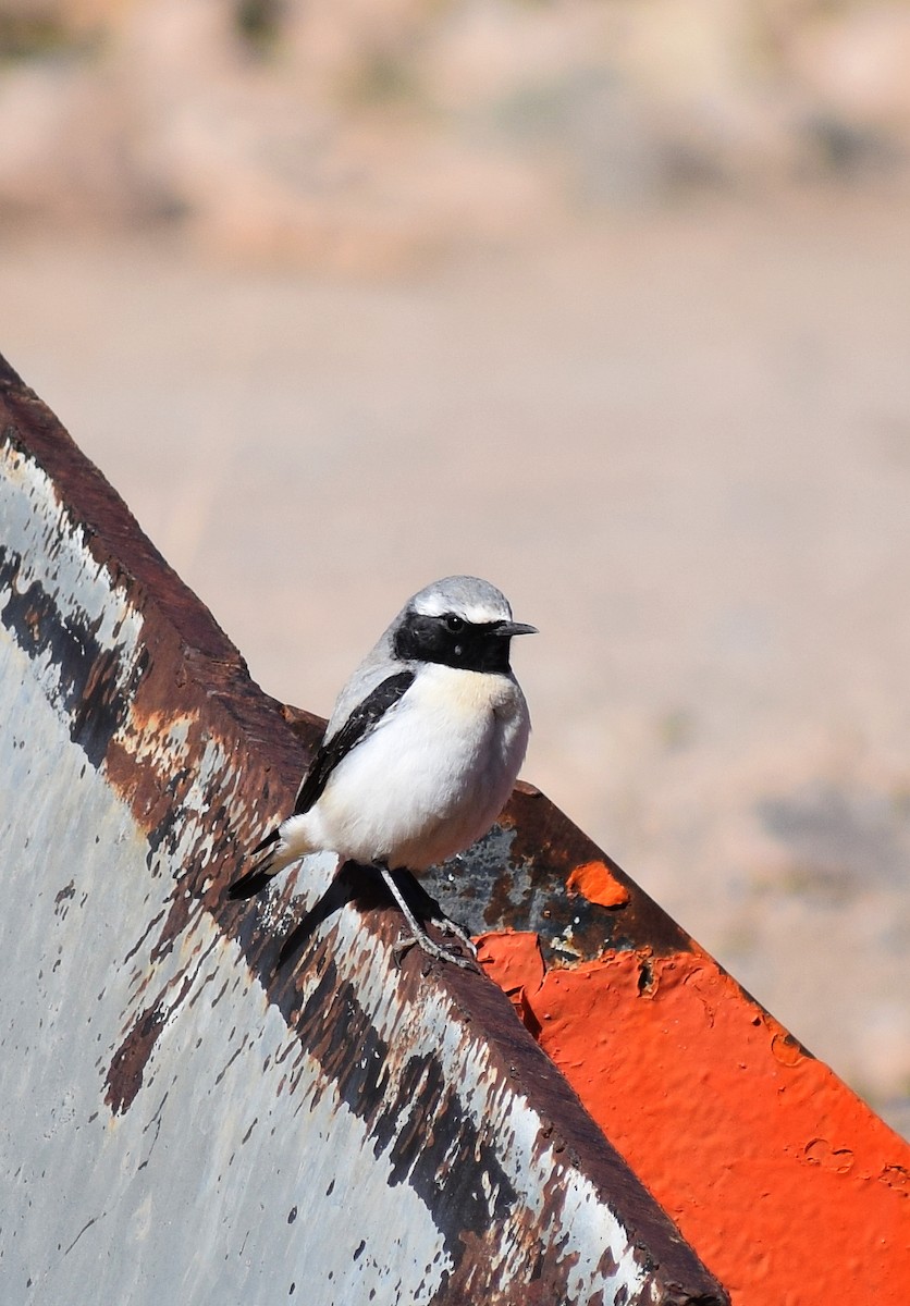 Atlas Wheatear - ML638843524