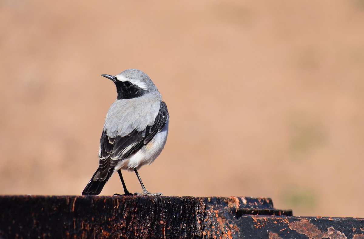 Atlas Wheatear - ML638843531