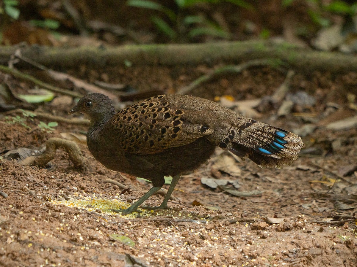 Malayan Peacock-Pheasant - ML638843535
