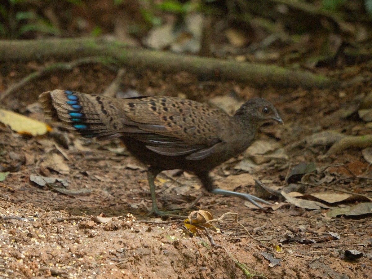 Malayan Peacock-Pheasant - ML638843536