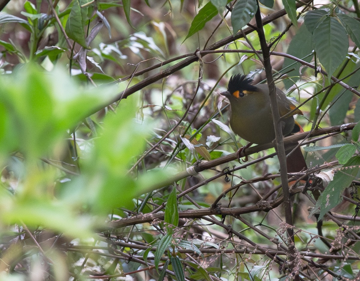 Bugun Liocichla - ML638843549