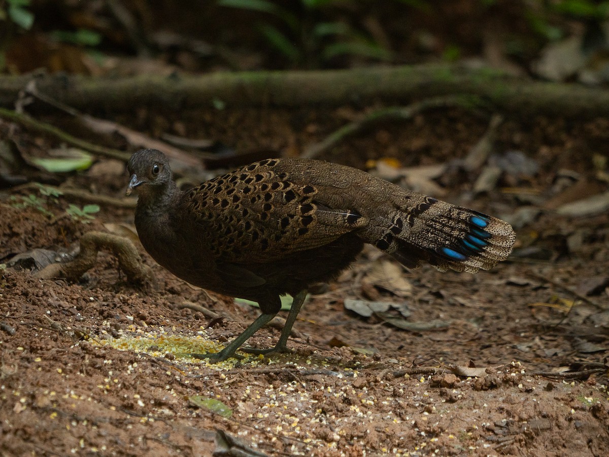 Malayan Peacock-Pheasant - ML638843554