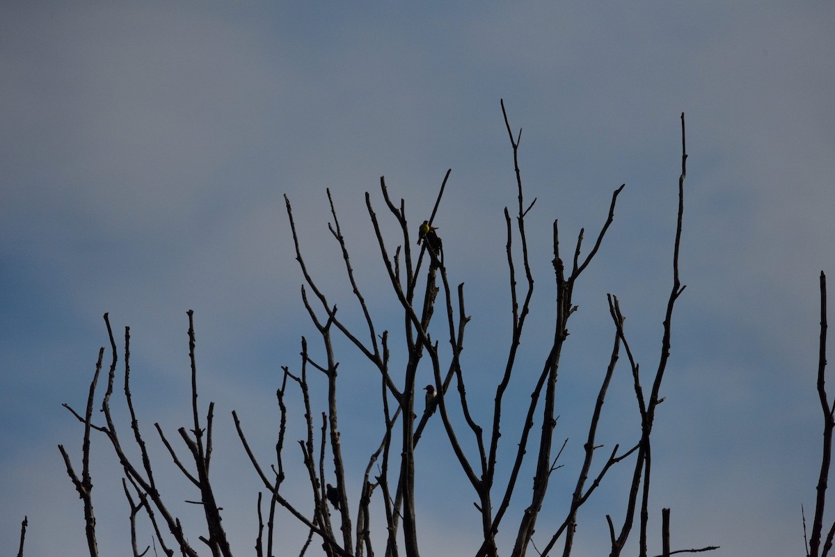 American Goldfinch - ML638843558