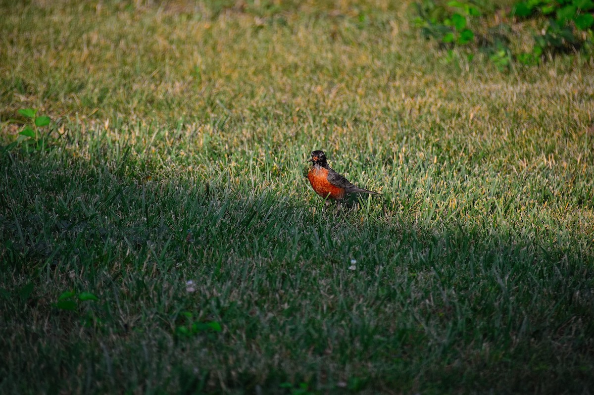 American Robin - ML638843569