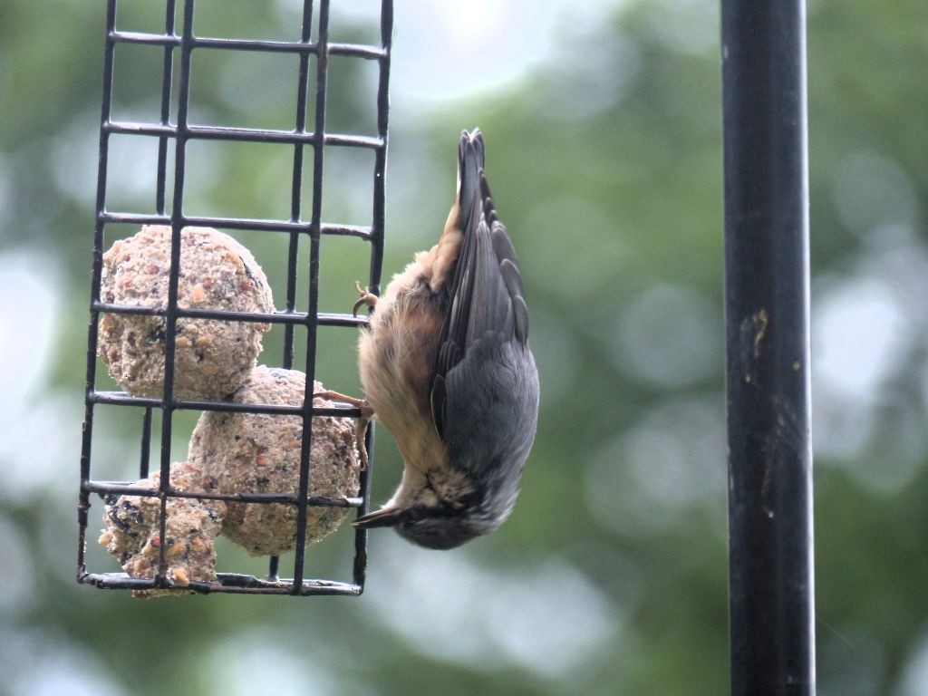 Eurasian Nuthatch - ML638843570