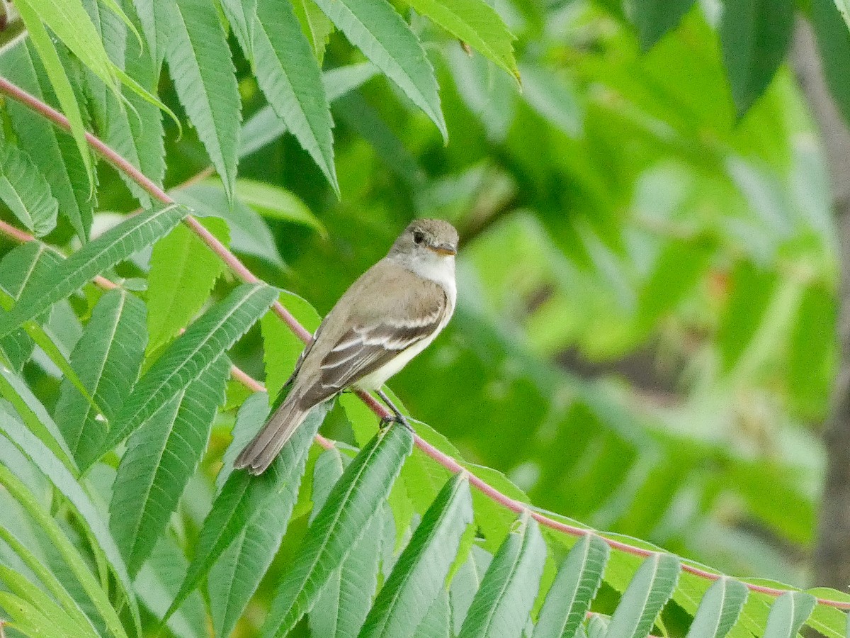 Willow Flycatcher - ML638843571