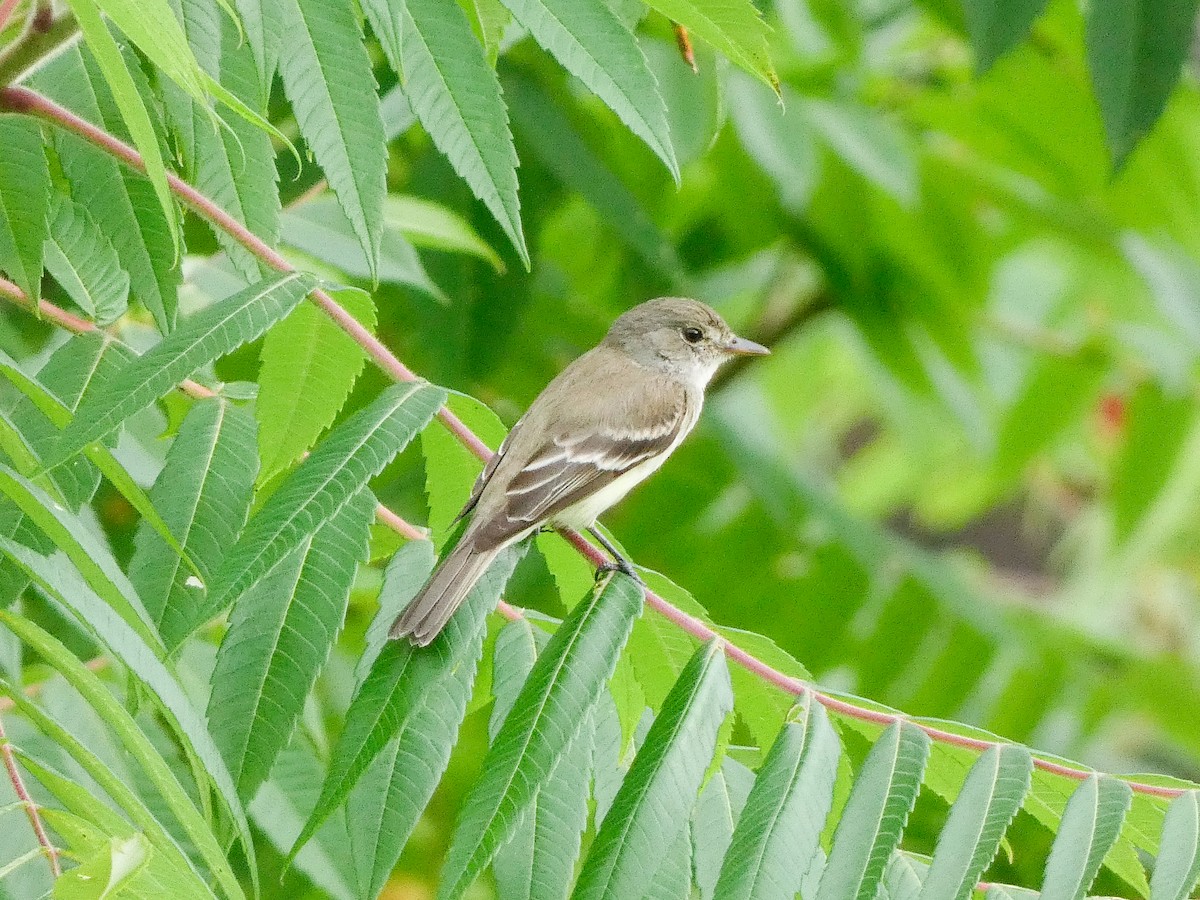 Willow Flycatcher - ML638843584