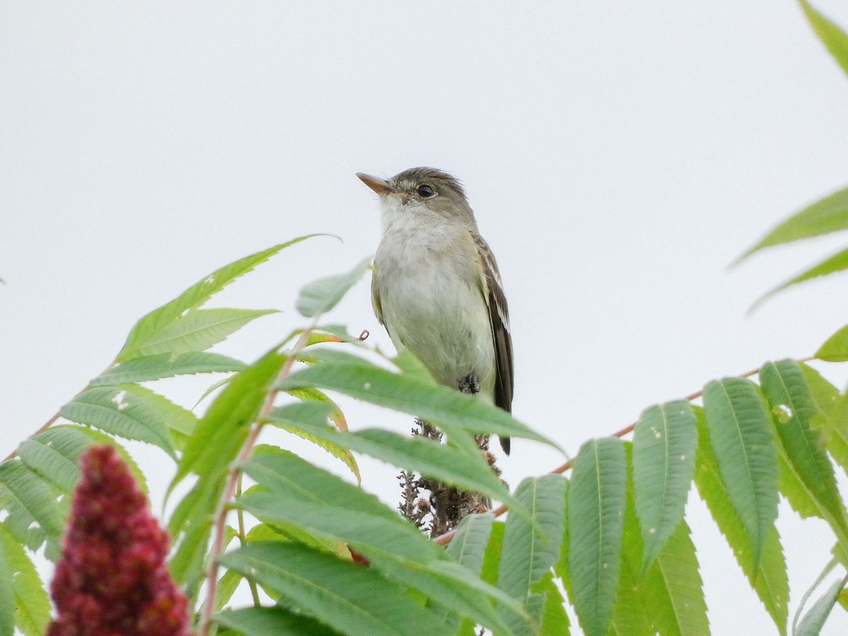 Willow Flycatcher - ML638843603