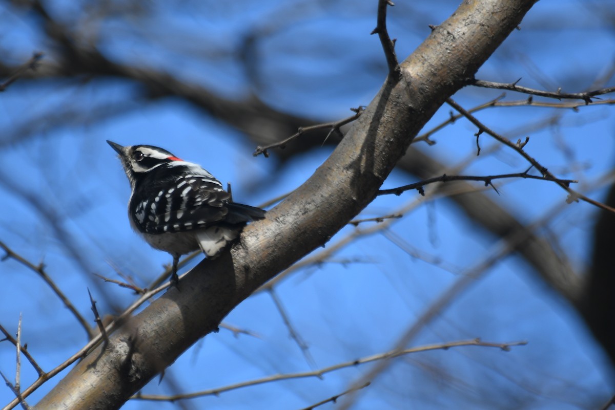 Downy Woodpecker - ML638843630