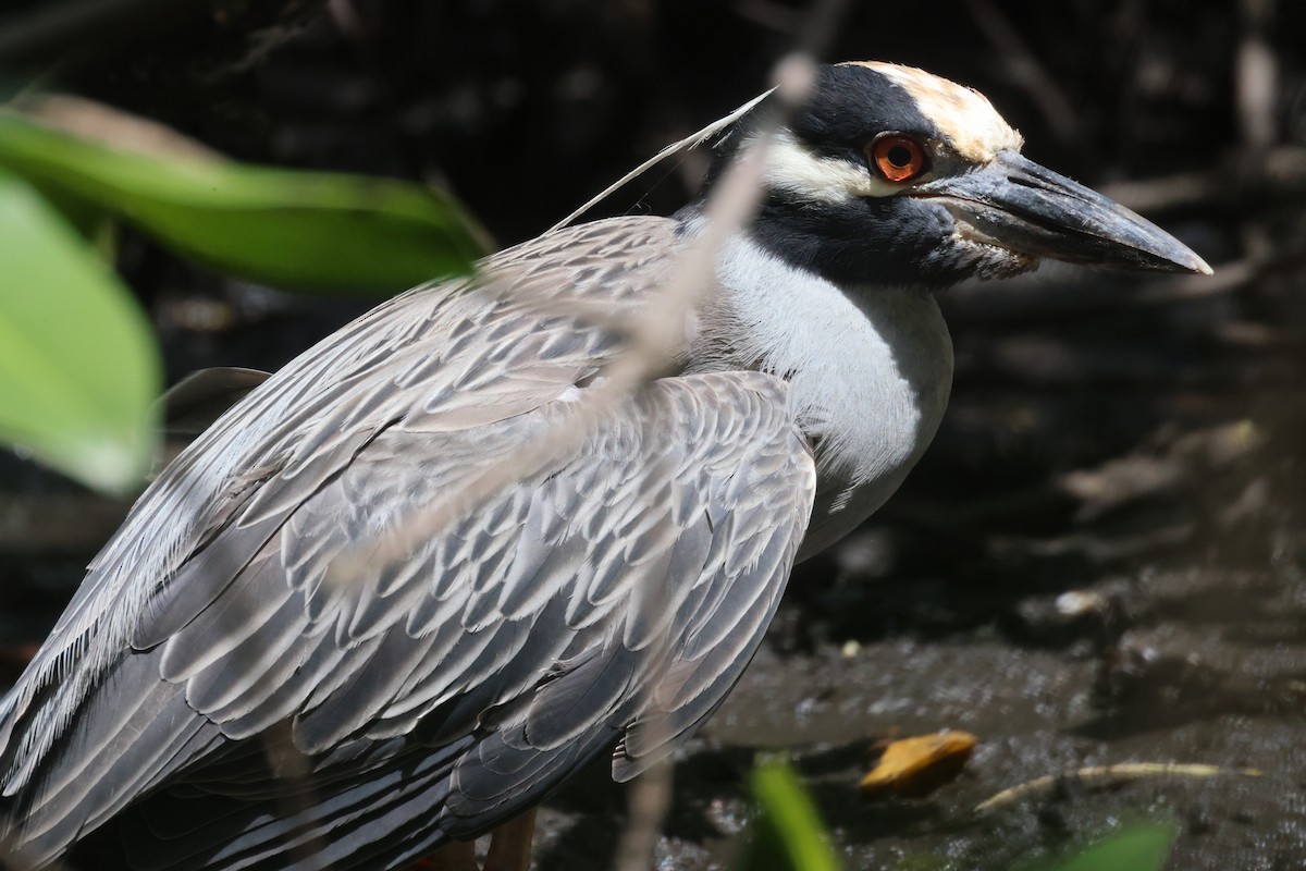 Yellow-crowned Night Heron - ML638843636