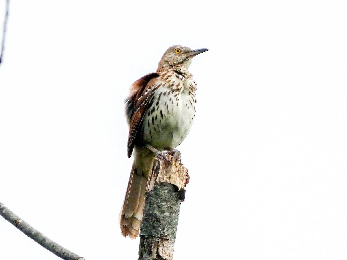 Brown Thrasher - ML638843658