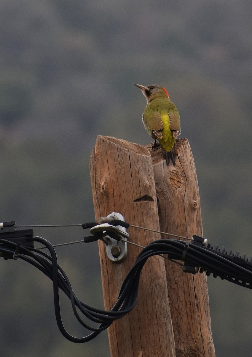 Levaillant's Woodpecker - ML638843662