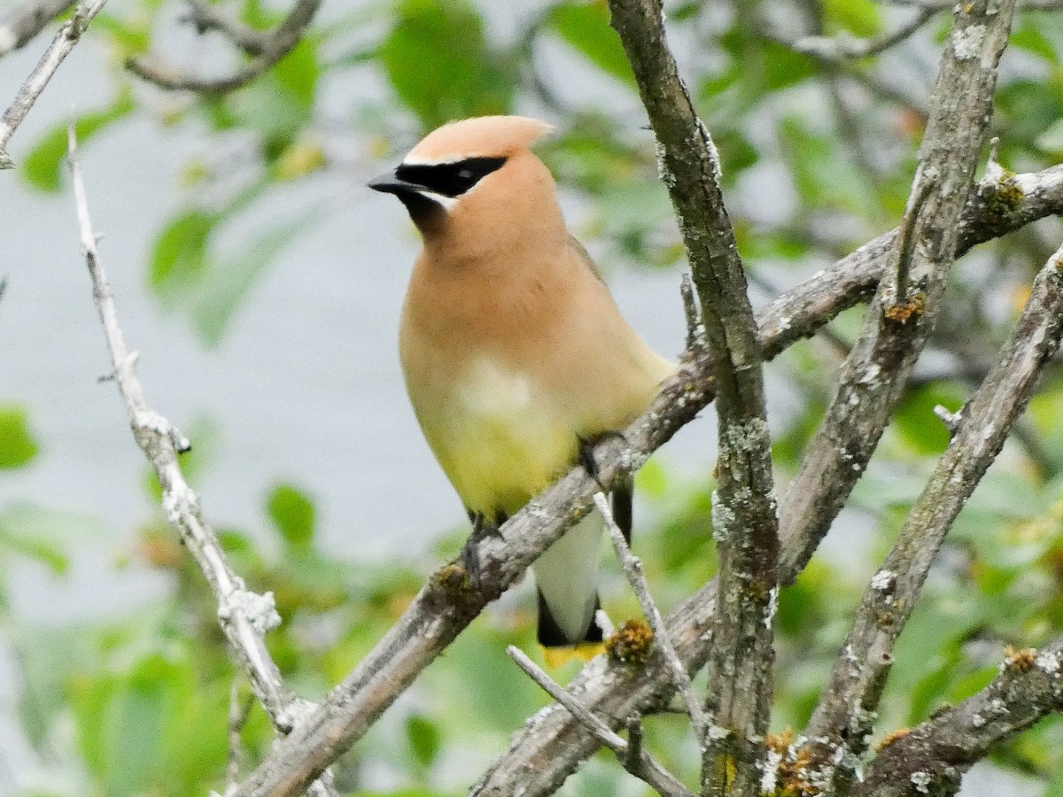 Cedar Waxwing - ML638843669