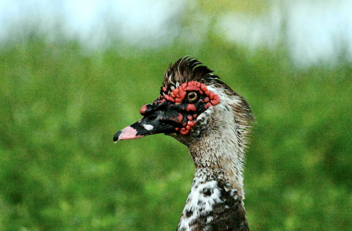 Muscovy Duck (Domestic type) - ML638843703