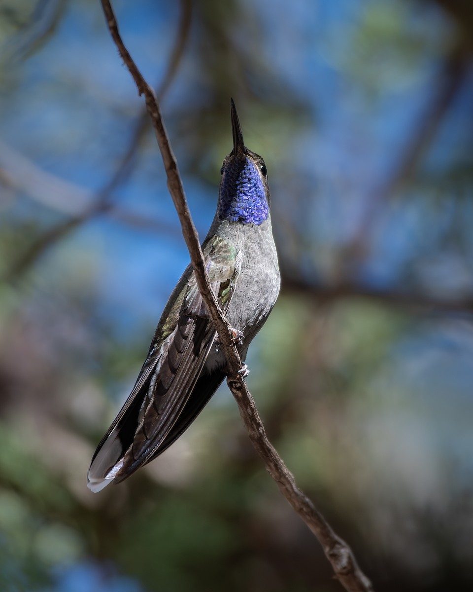 Blue-throated Mountain-gem - ML638843705
