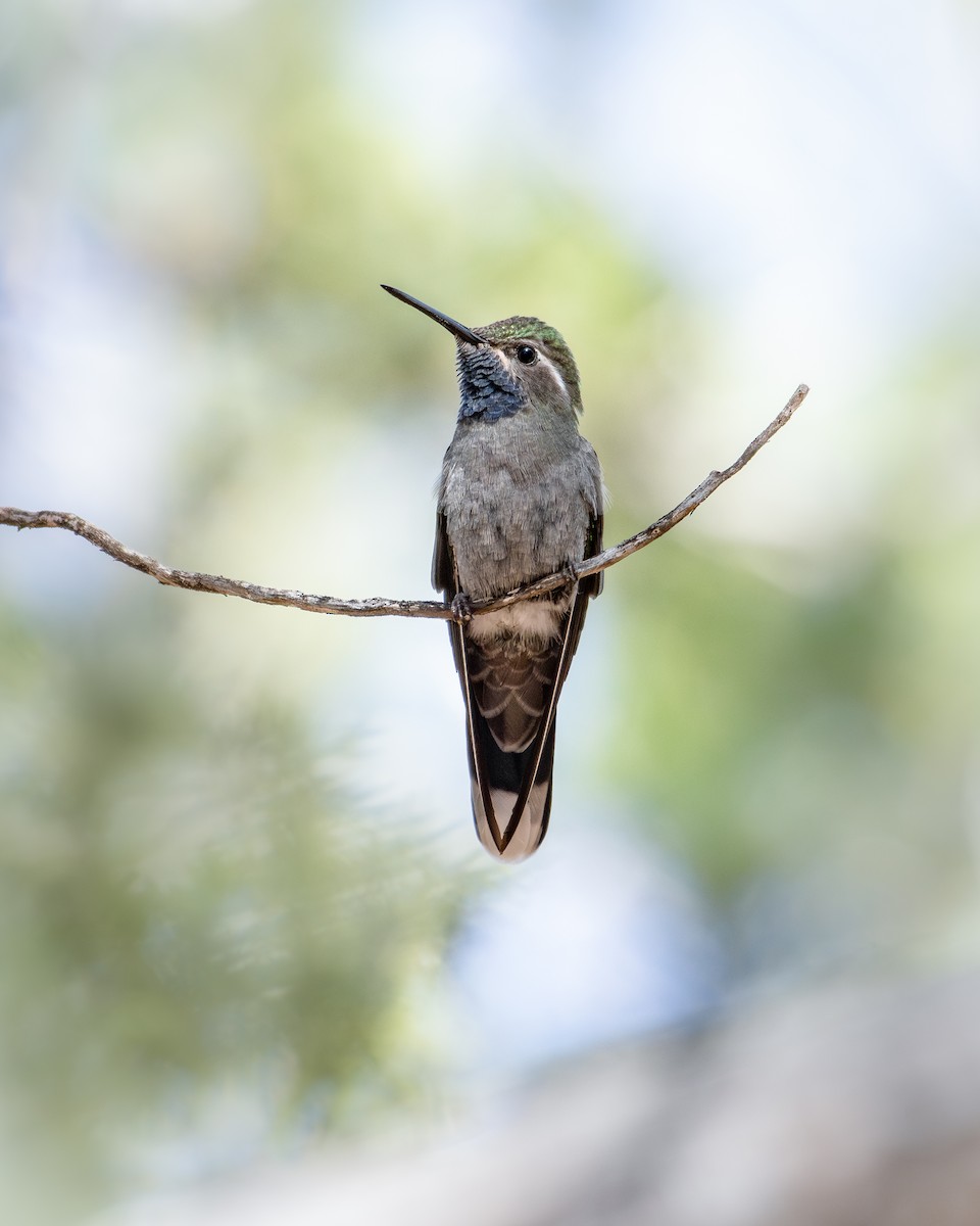 Blue-throated Mountain-gem - ML638843706
