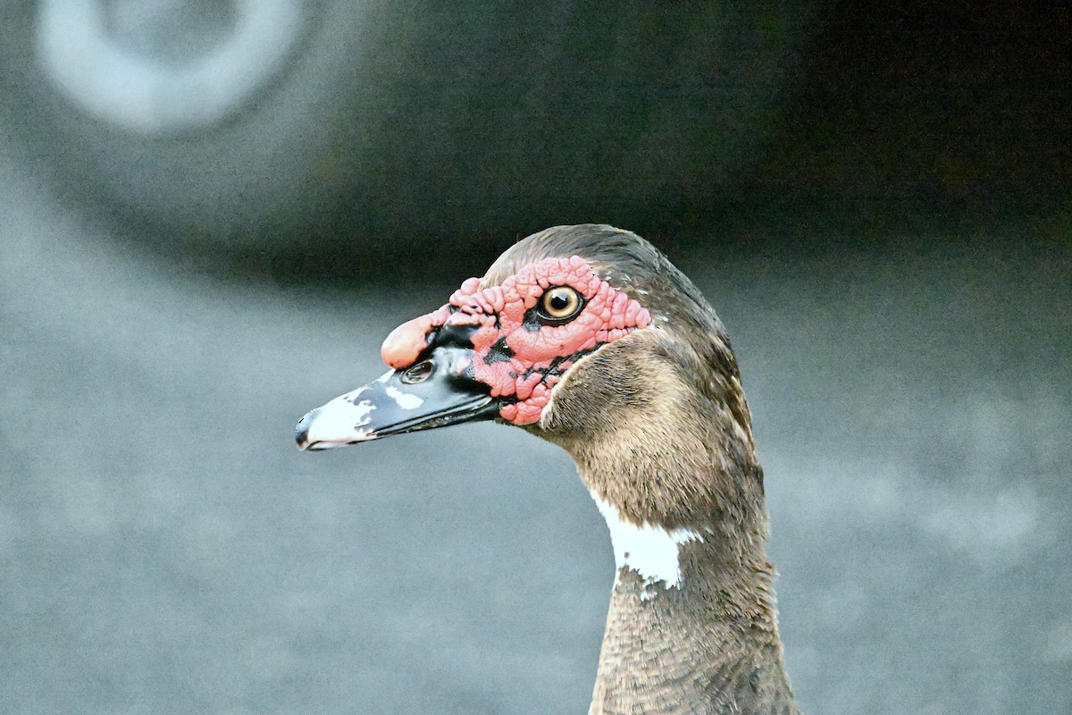 Muscovy Duck (Domestic type) - ML638843709