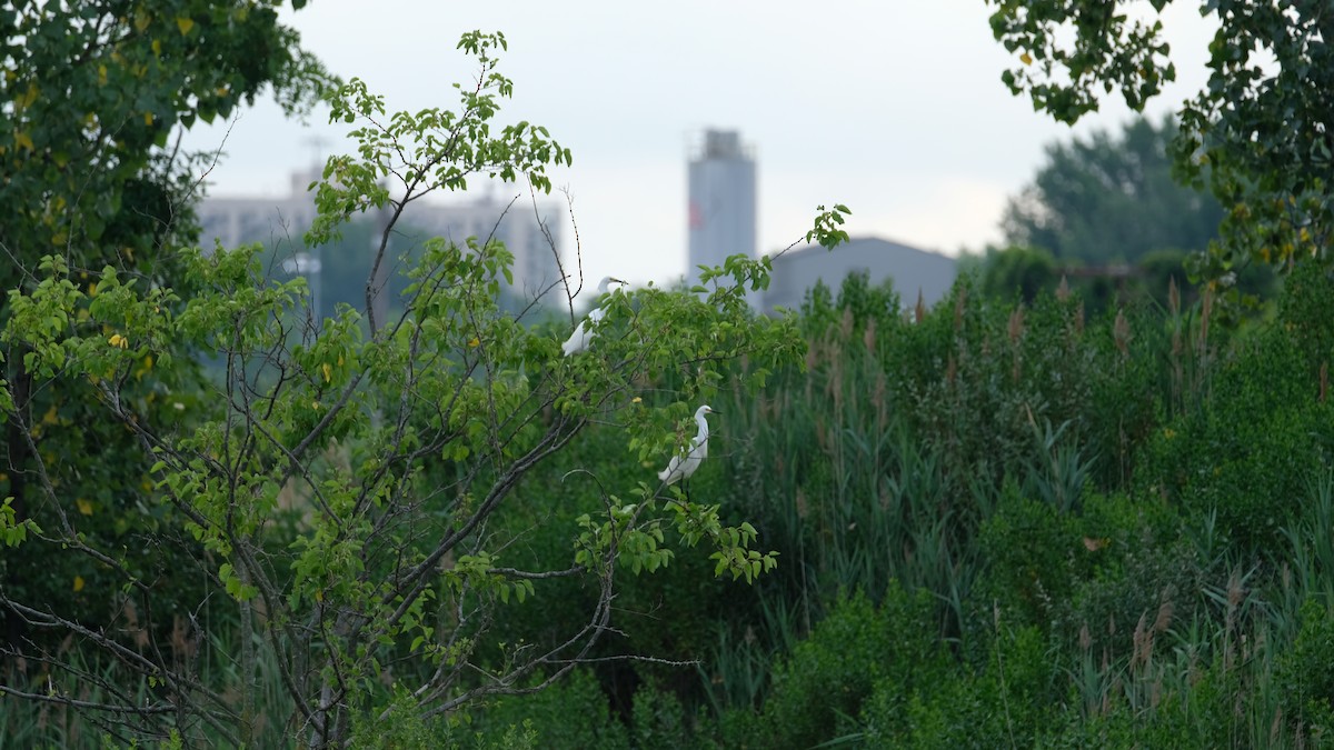 Snowy Egret - ML638843710