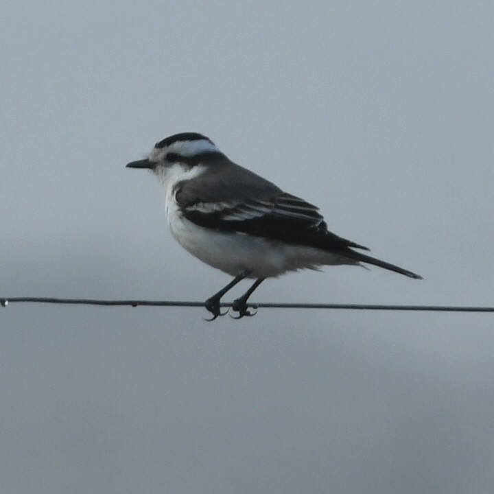 Black-crowned Monjita - ML638843721