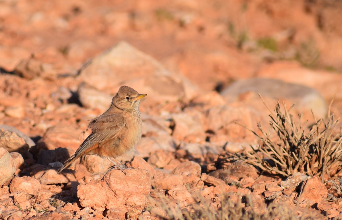 Desert Lark - ML638843730