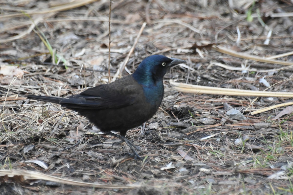 Common Grackle - ML638843734