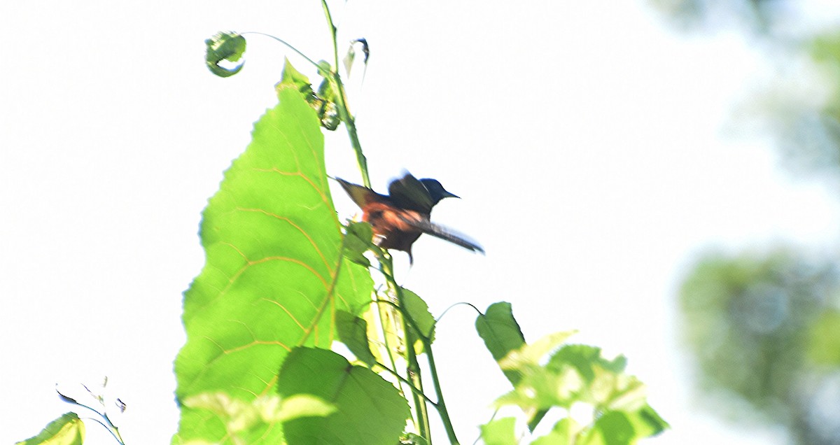 Orchard Oriole - ML638843761