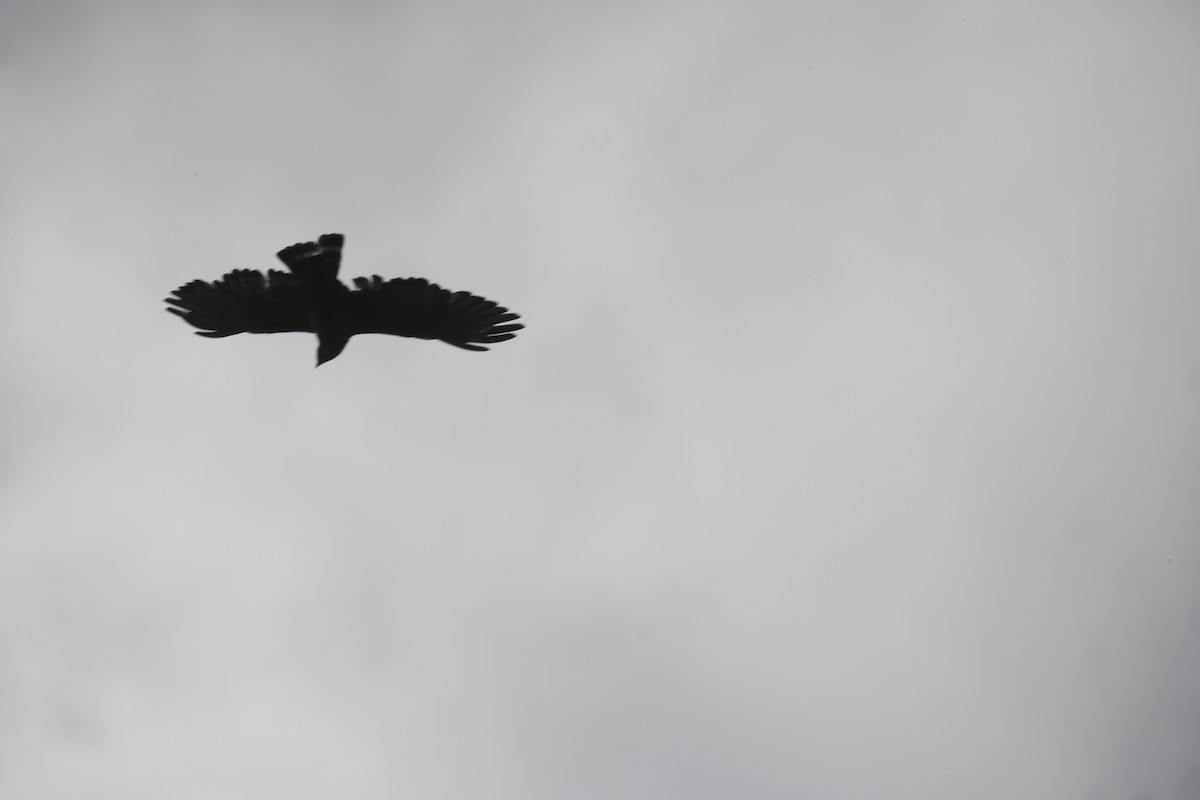 Broad-winged Hawk - ML638843768