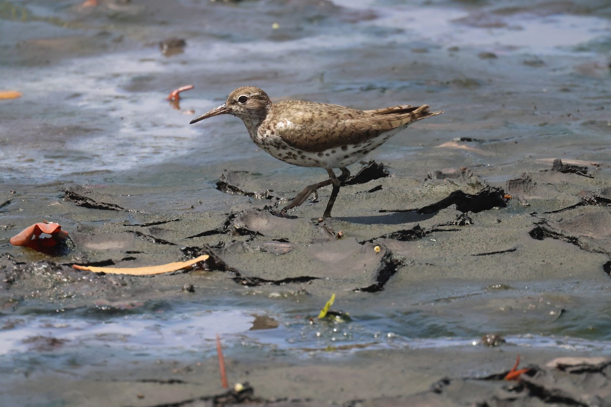Spotted Sandpiper - ML638843812