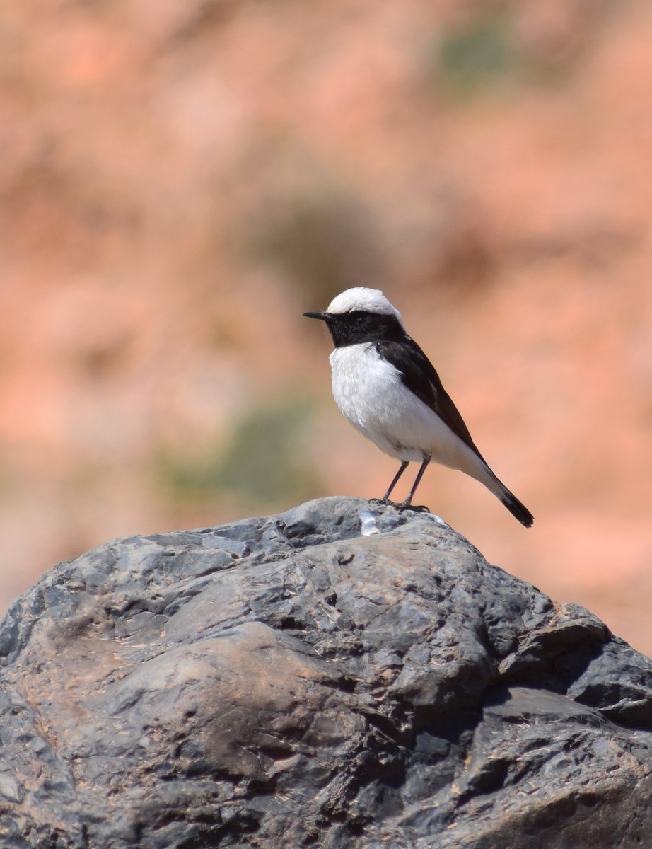 Mourning Wheatear (Maghreb) - ML638843852