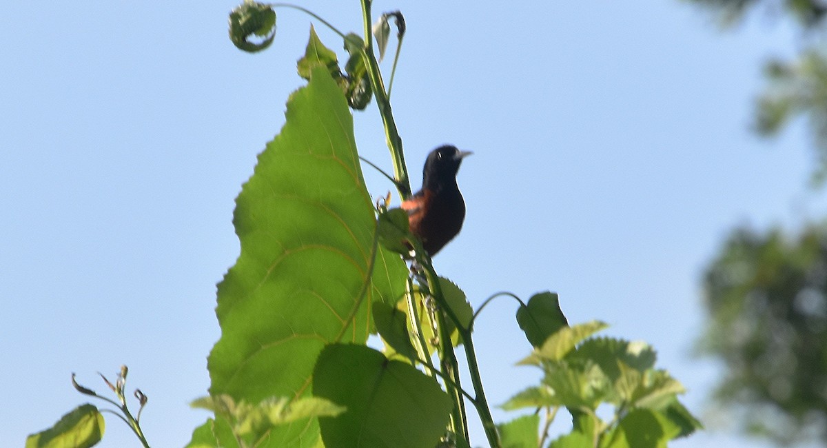 Orchard Oriole - ML638843854