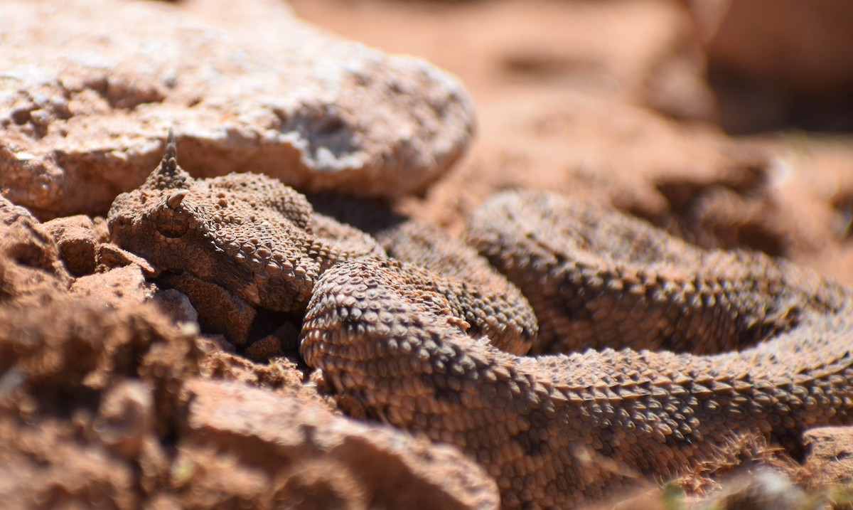 Desert Horned Viper - ML638843892