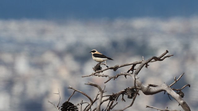 Eastern Black-eared Wheatear - ML638843898