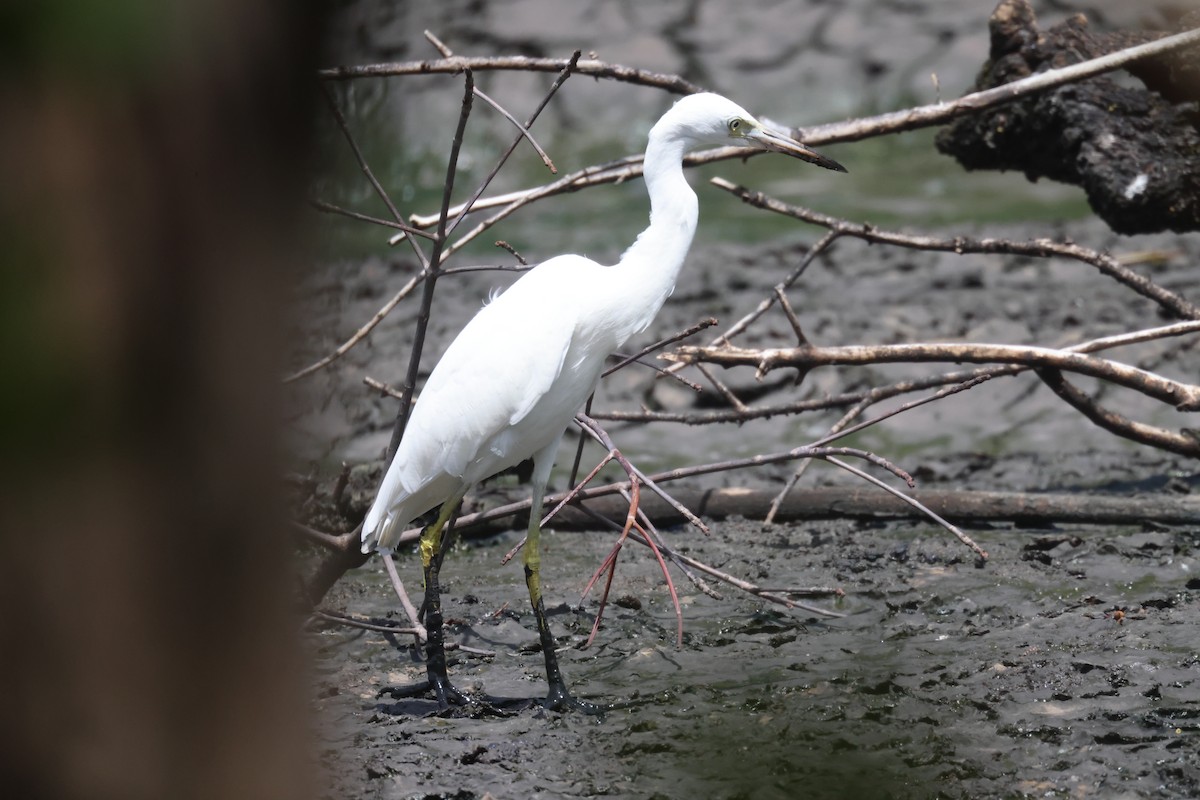 Little Blue Heron - ML638843917