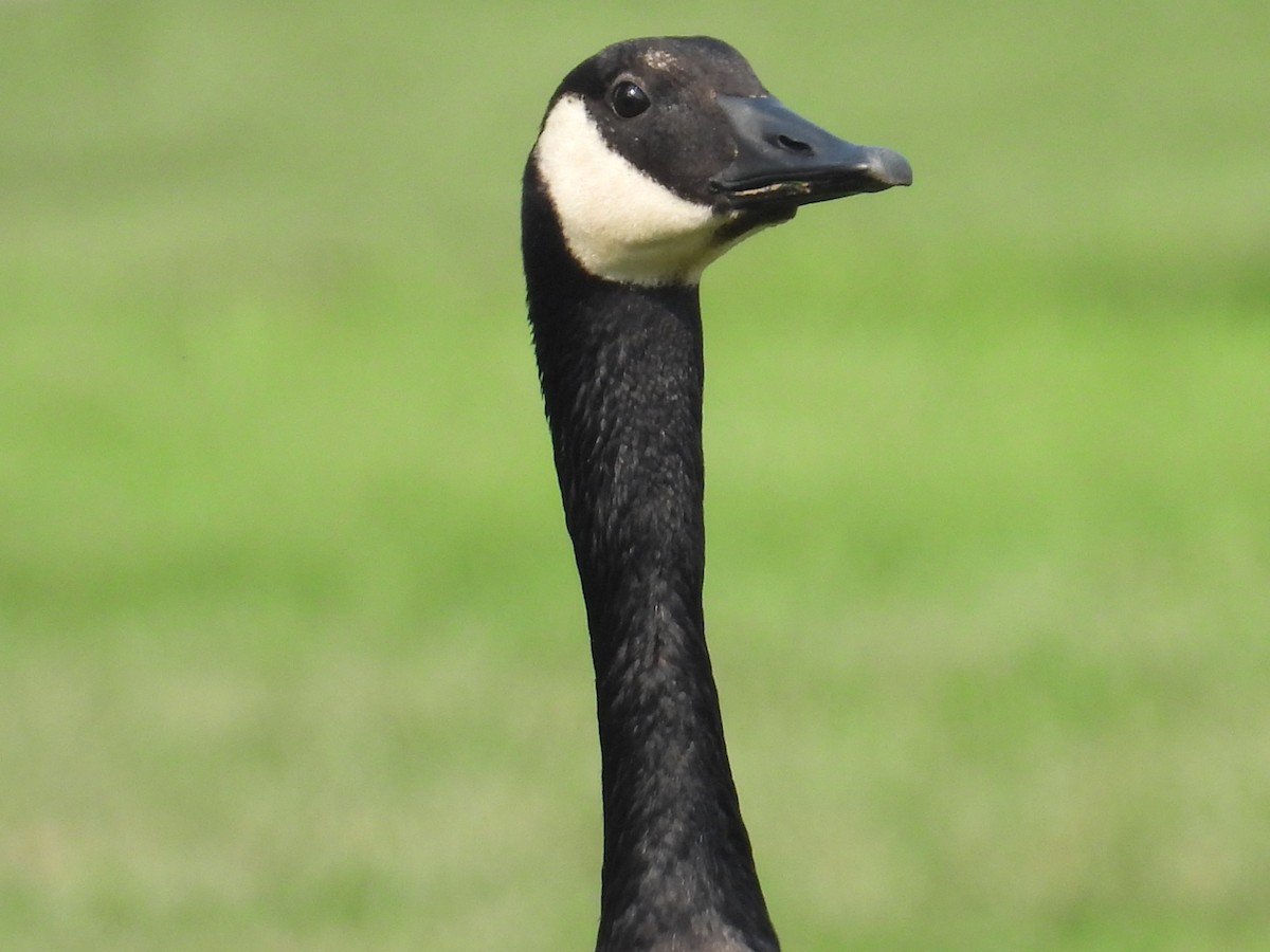 Canada Goose - ML638843926