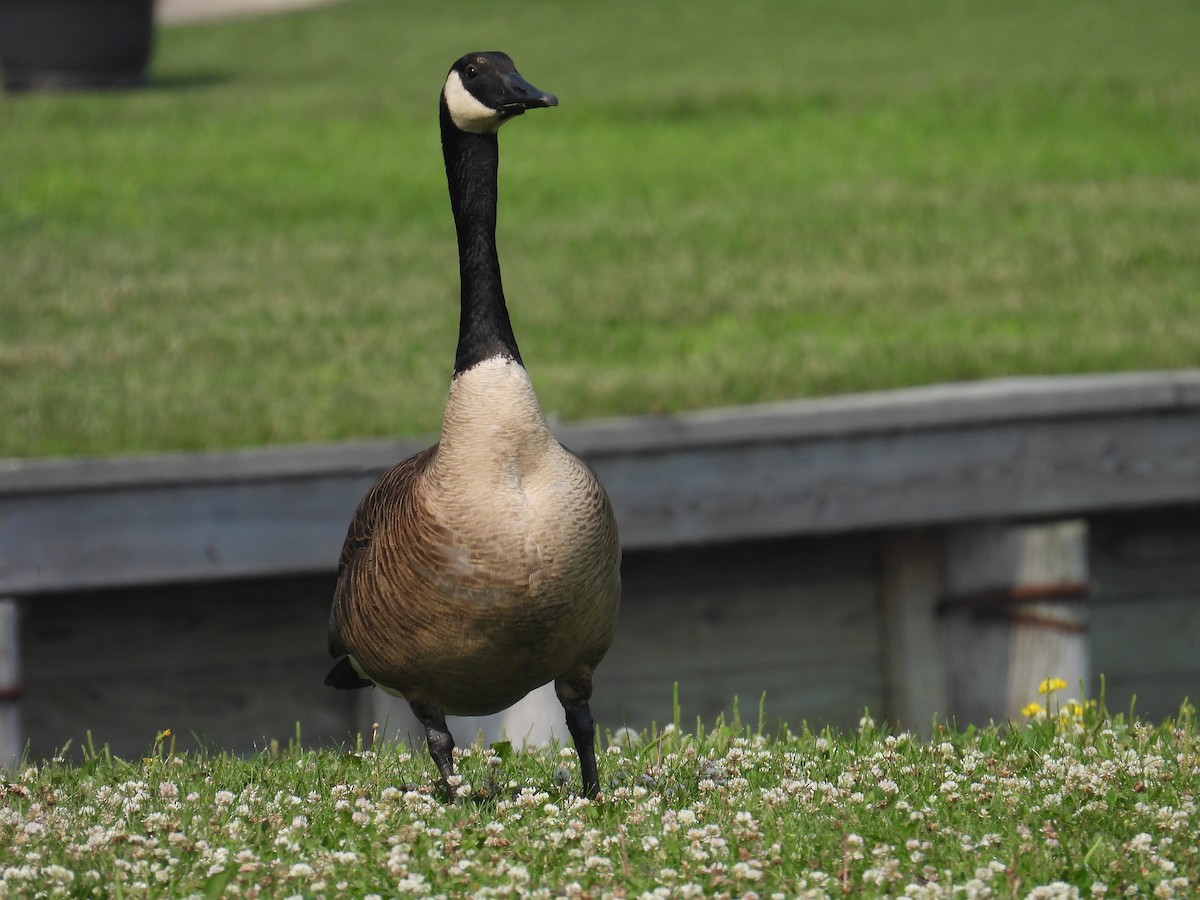 Canada Goose - ML638843929
