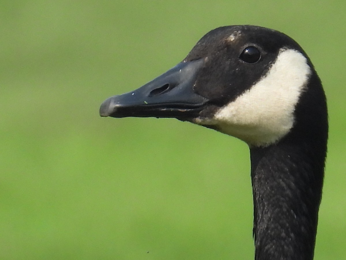 Canada Goose - ML638843930