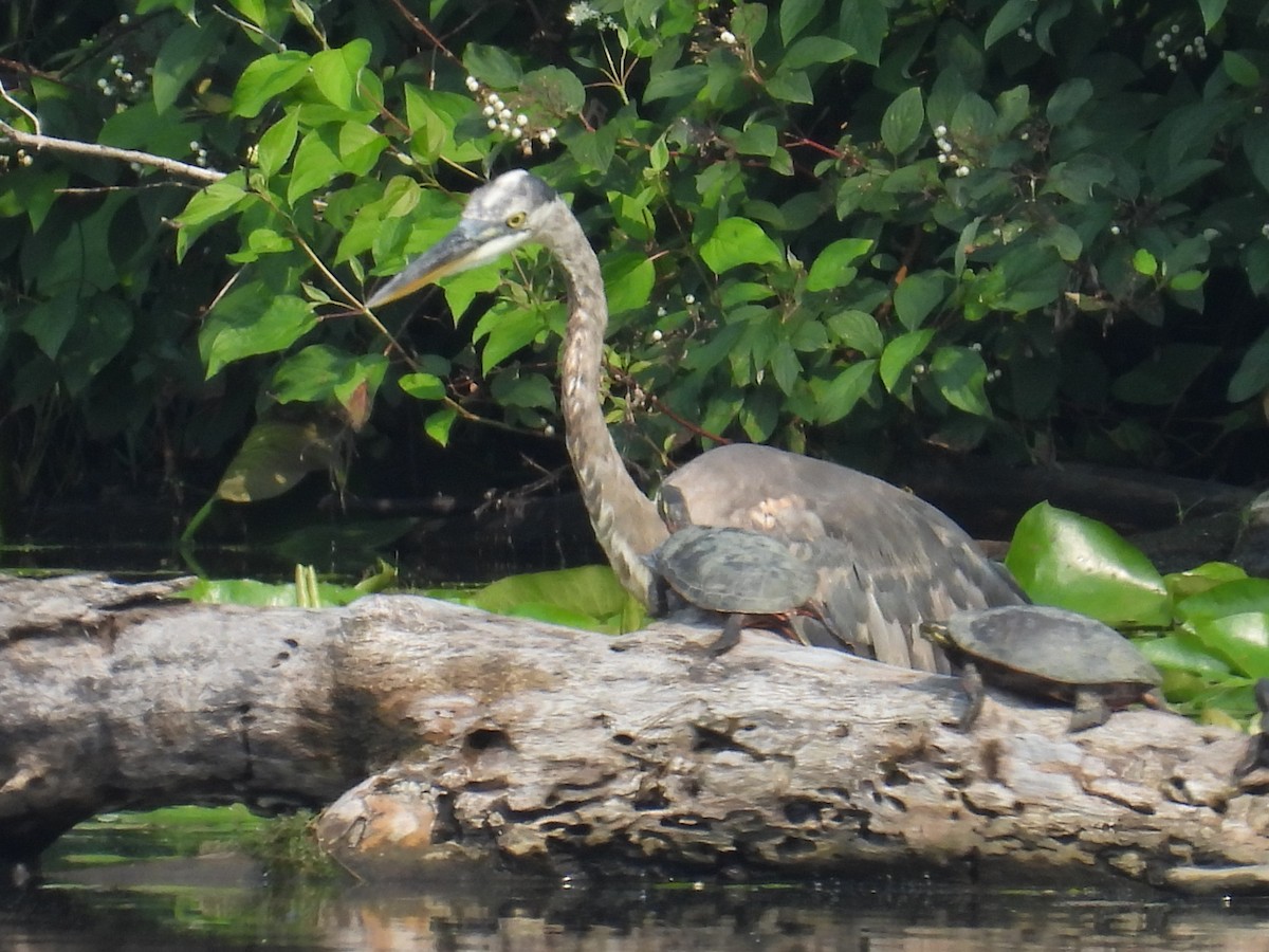 Great Blue Heron - ML638843943