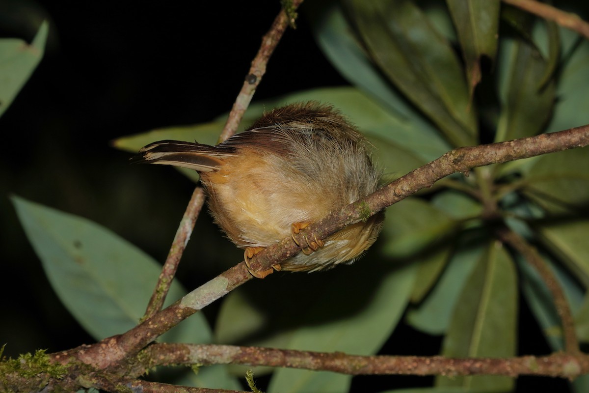 Morrison's Fulvetta - ML638843946