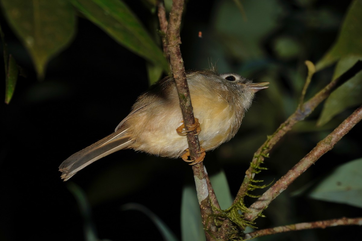 Morrison's Fulvetta - ML638843947