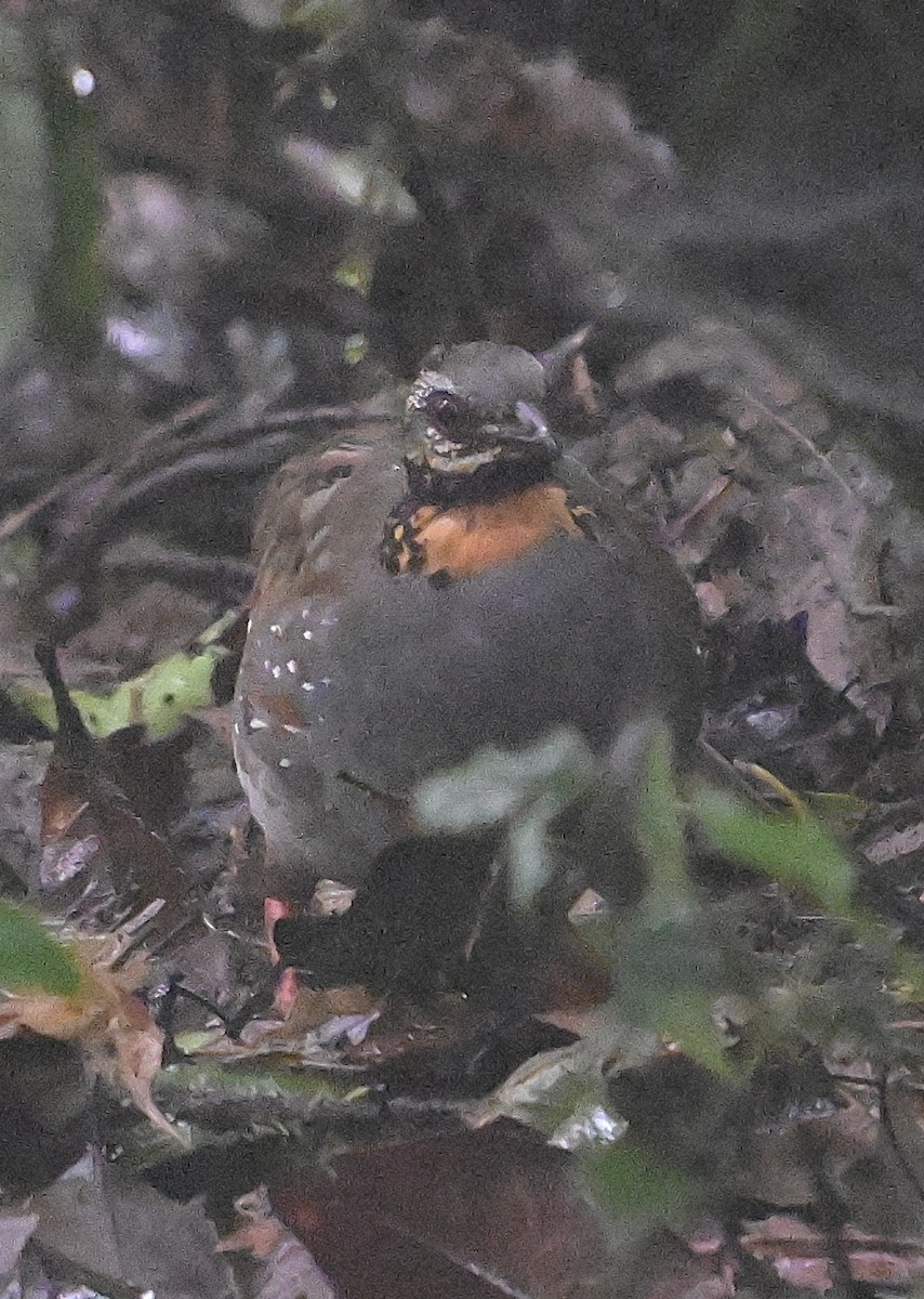 Rufous-throated Partridge - ML638843958