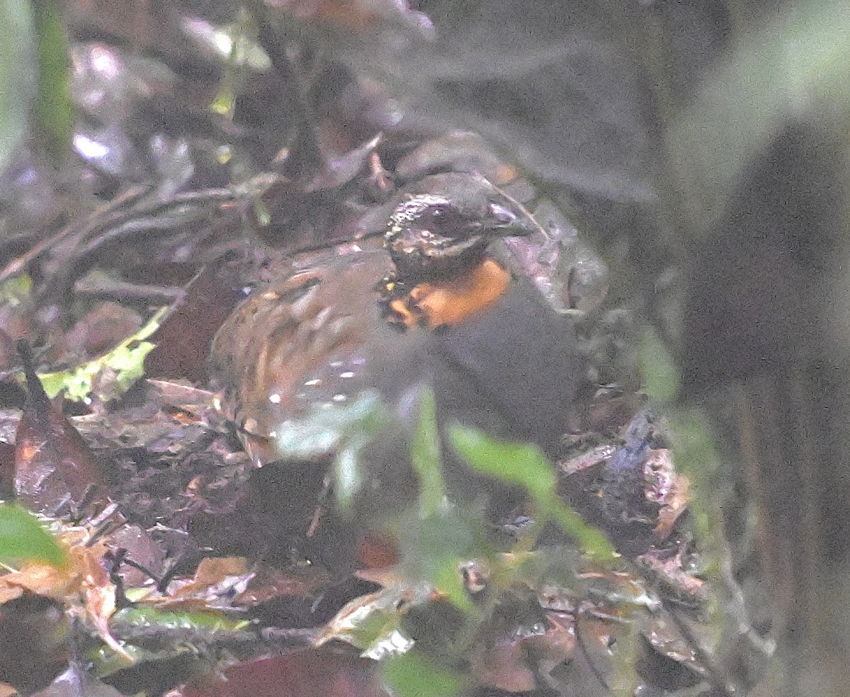 Rufous-throated Partridge - ML638843959